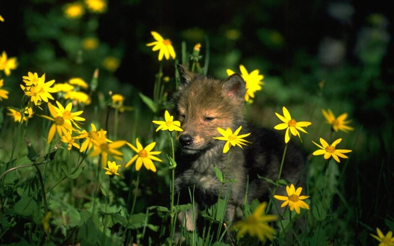 Wolf Pup in Flowers — Yellow, Serene