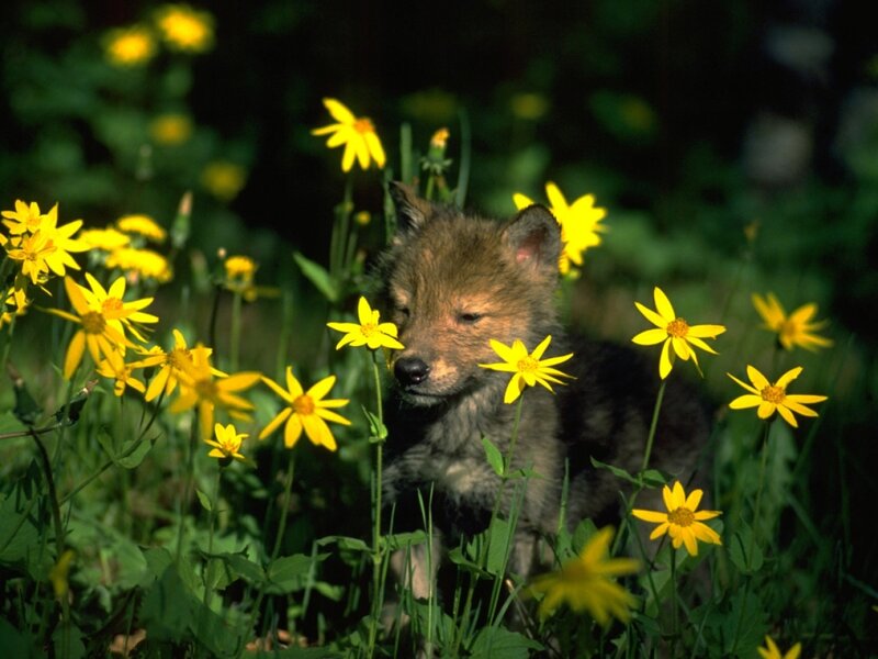 Wolf Pup in Flowers — Yellow