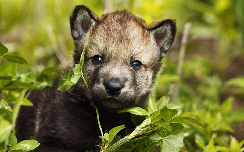 Wolf Pup in Foliage — Brown