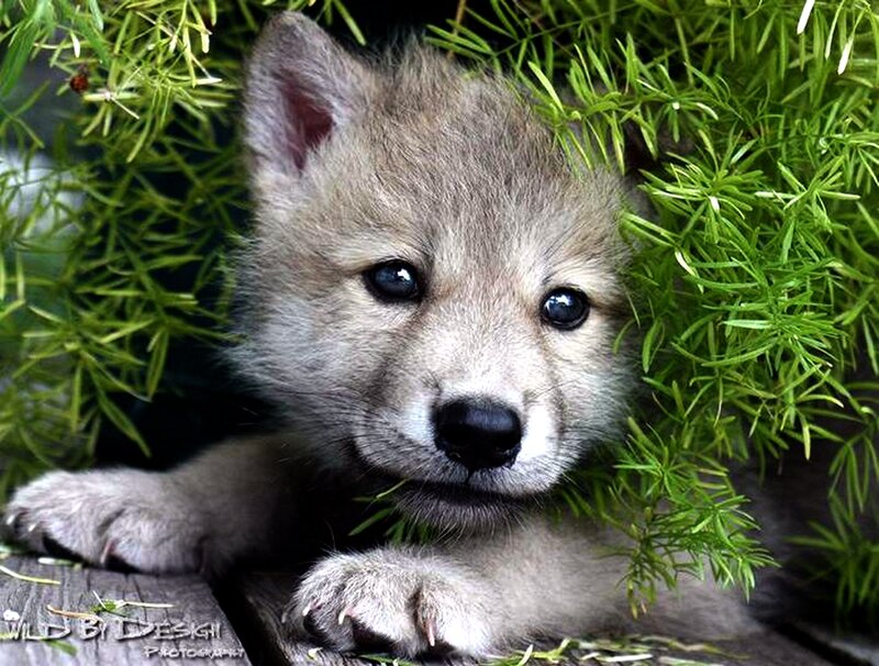 Wolf Pup in Foliage