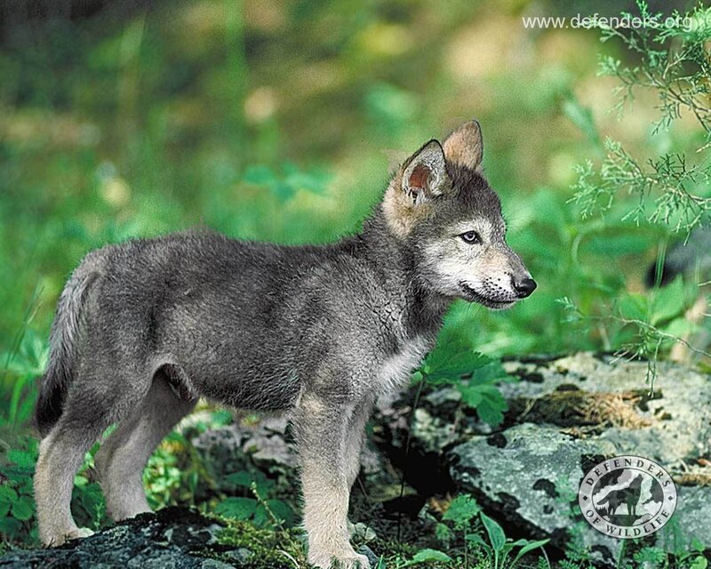 wolf pup in forest
