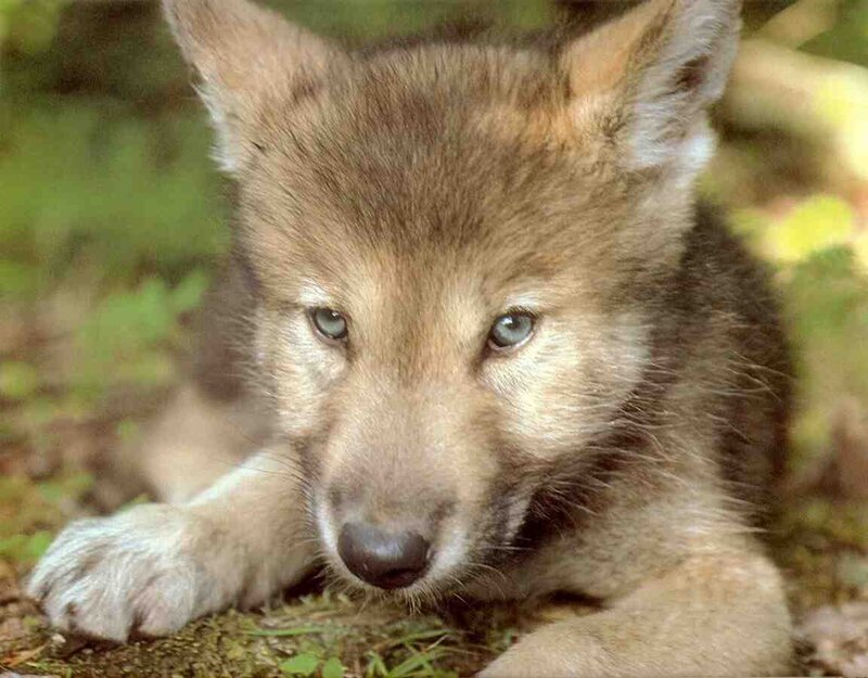 Wolf Pup in Forest — Brown, Calm