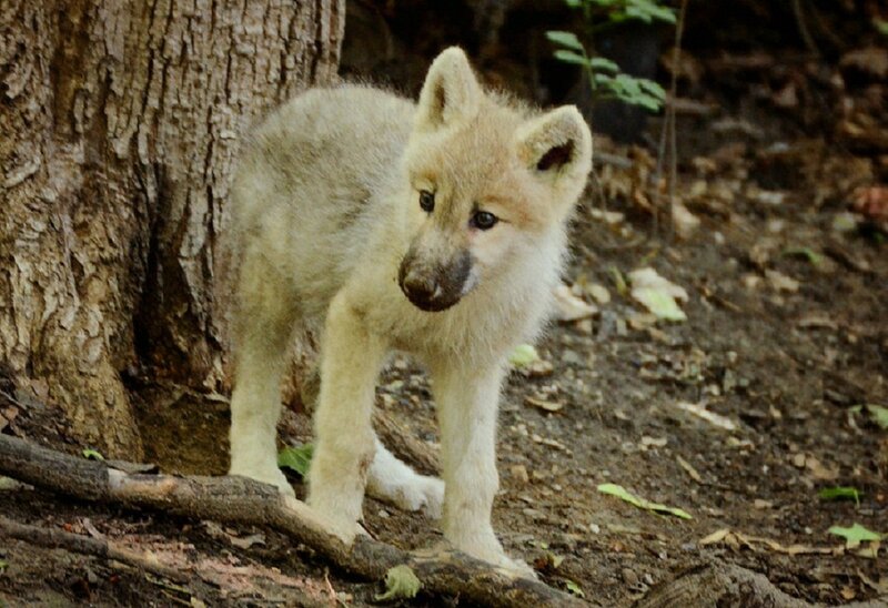 Wolf Pup in Forest — Brown, Natural