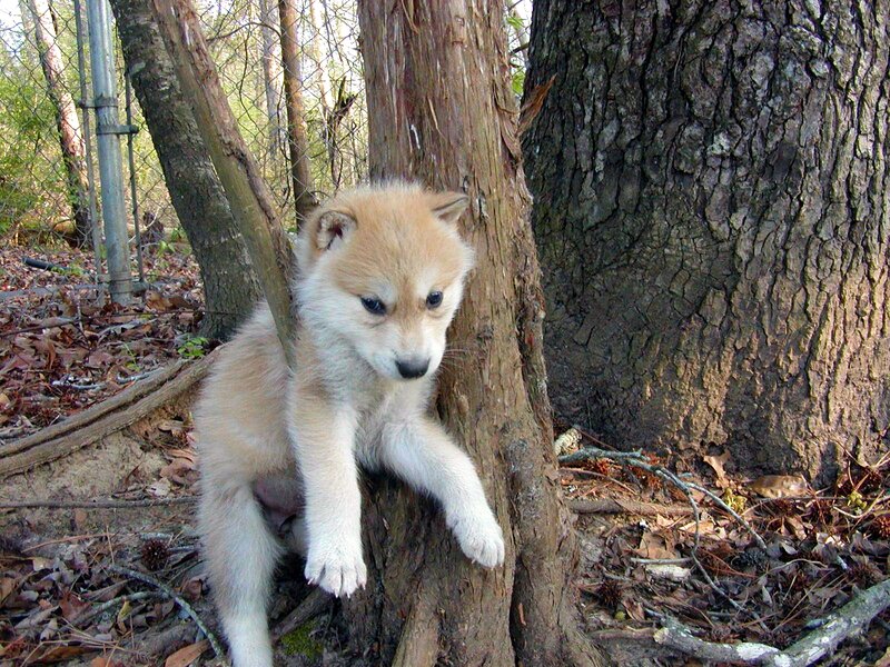 Wolf Pup in Forest — Brown