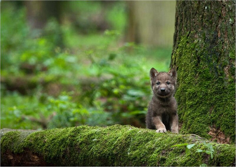 Wolf Pup in Forest — Green