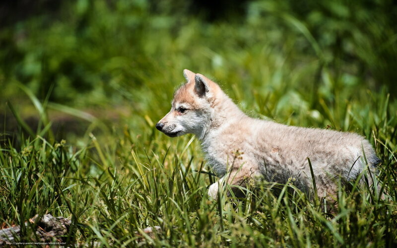 wolf pup in grass