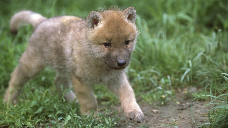 wolf pup in grass