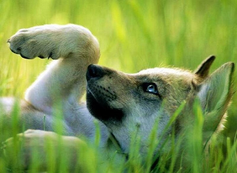 wolf pup in grass