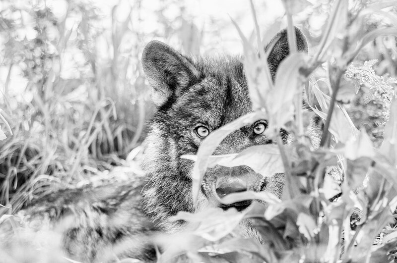 Wolf Pup in Grass — Black