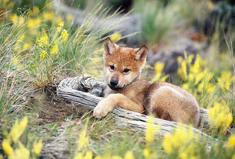 Wolf Pup in Grass — Brown, Calm, Spring