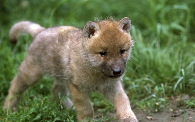 Wolf Pup in Grass — Brown, Calm