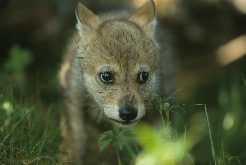 Wolf Pup in Grass — Brown, Curious