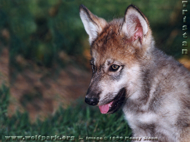 Wolf Pup in Grass — Brown