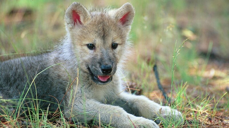 Wolf Pup in Grass — Gray, Calm