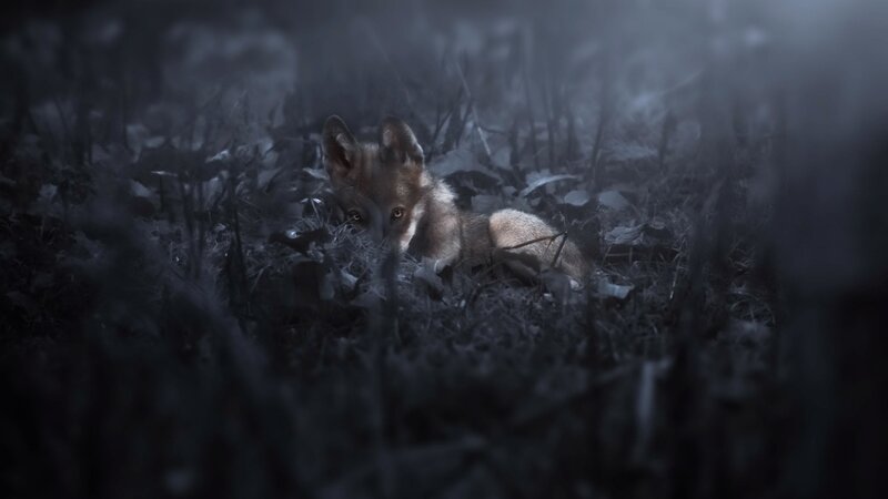 Wolf Pup in Grass — Gray, Dark