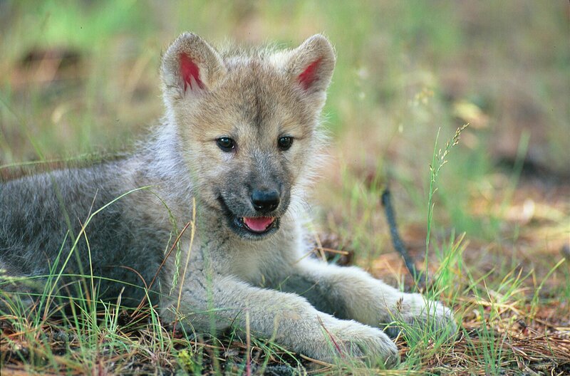 Wolf Pup in Grass — Gray