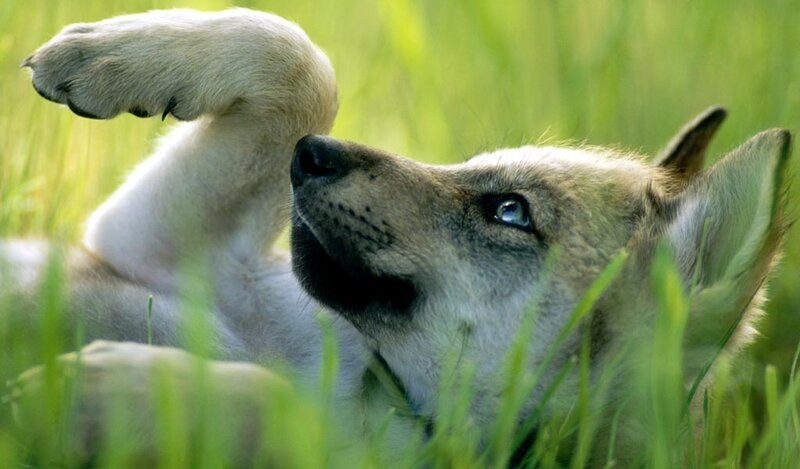 Wolf Pup in Grass — Green, Calm, Afternoon, Photograph, Paw, Gray
