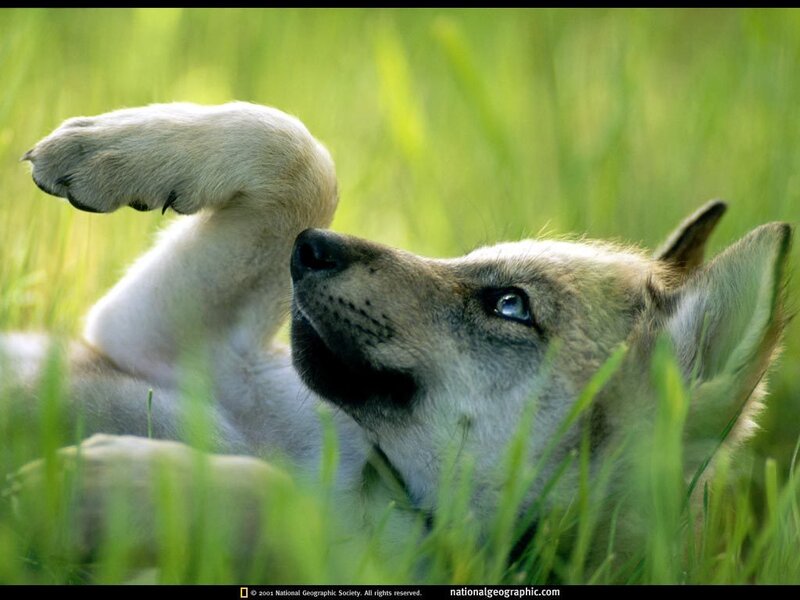 Wolf Pup in Grass — Green, Calm, Afternoon, Photograph, Paw