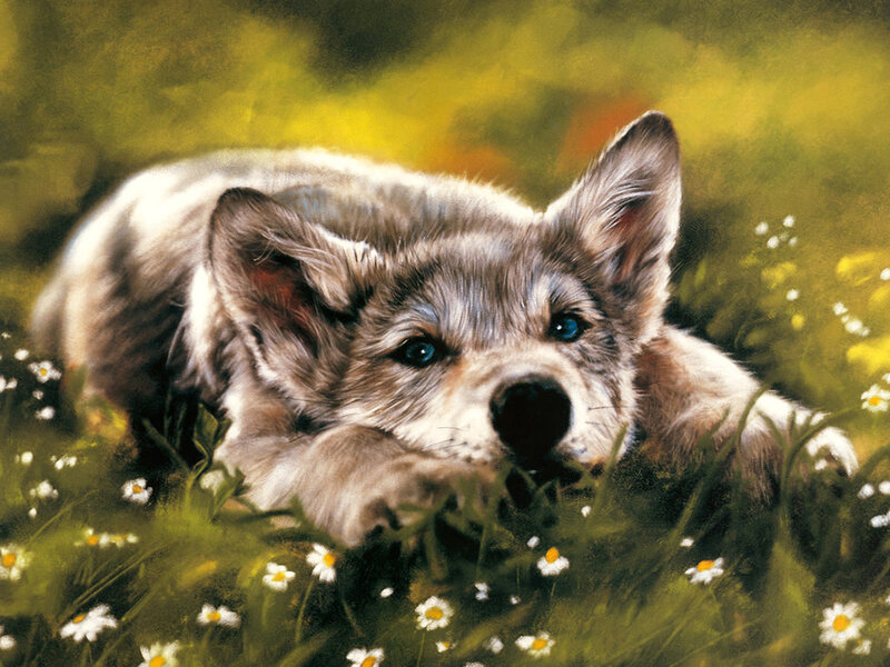 Wolf Pup in Grass — Green, Calm, Afternoon