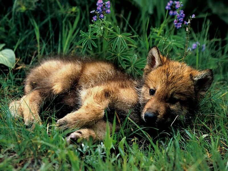 Wolf Pup in Grass — Green, Calm, Summer