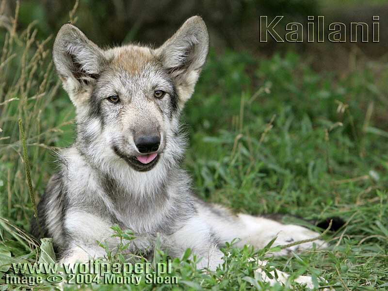 Wolf Pup in Grass — Green, Calm