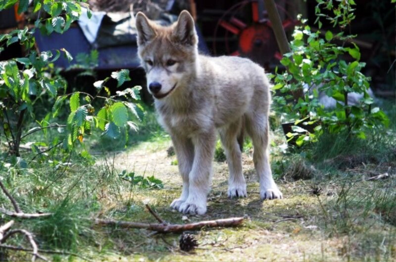 Wolf Pup in Grass — Green, Natural, Afternoon
