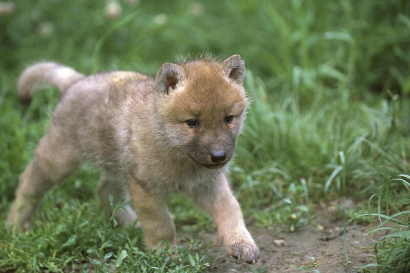 Wolf Pup in Grass — Green, Natural, Photograph