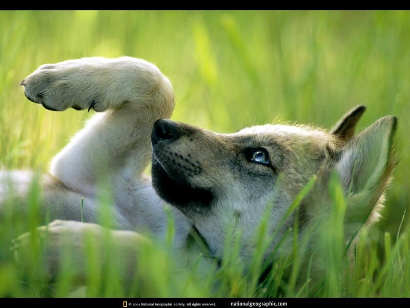 Wolf Pup in Grass — Green, Playful