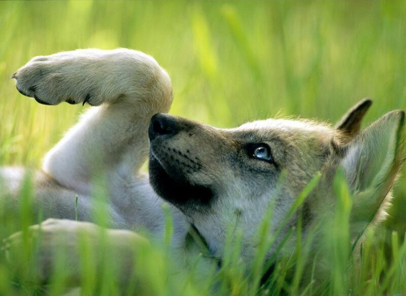 Wolf Pup in Grass — Green