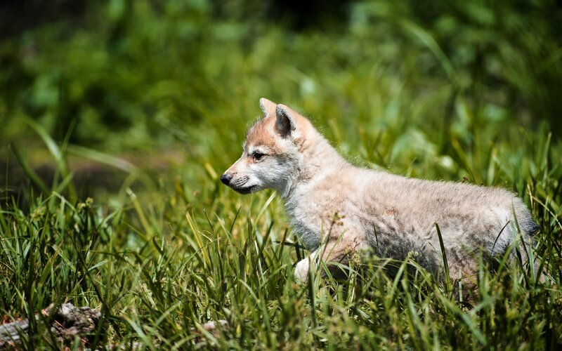 wolf pup in grass