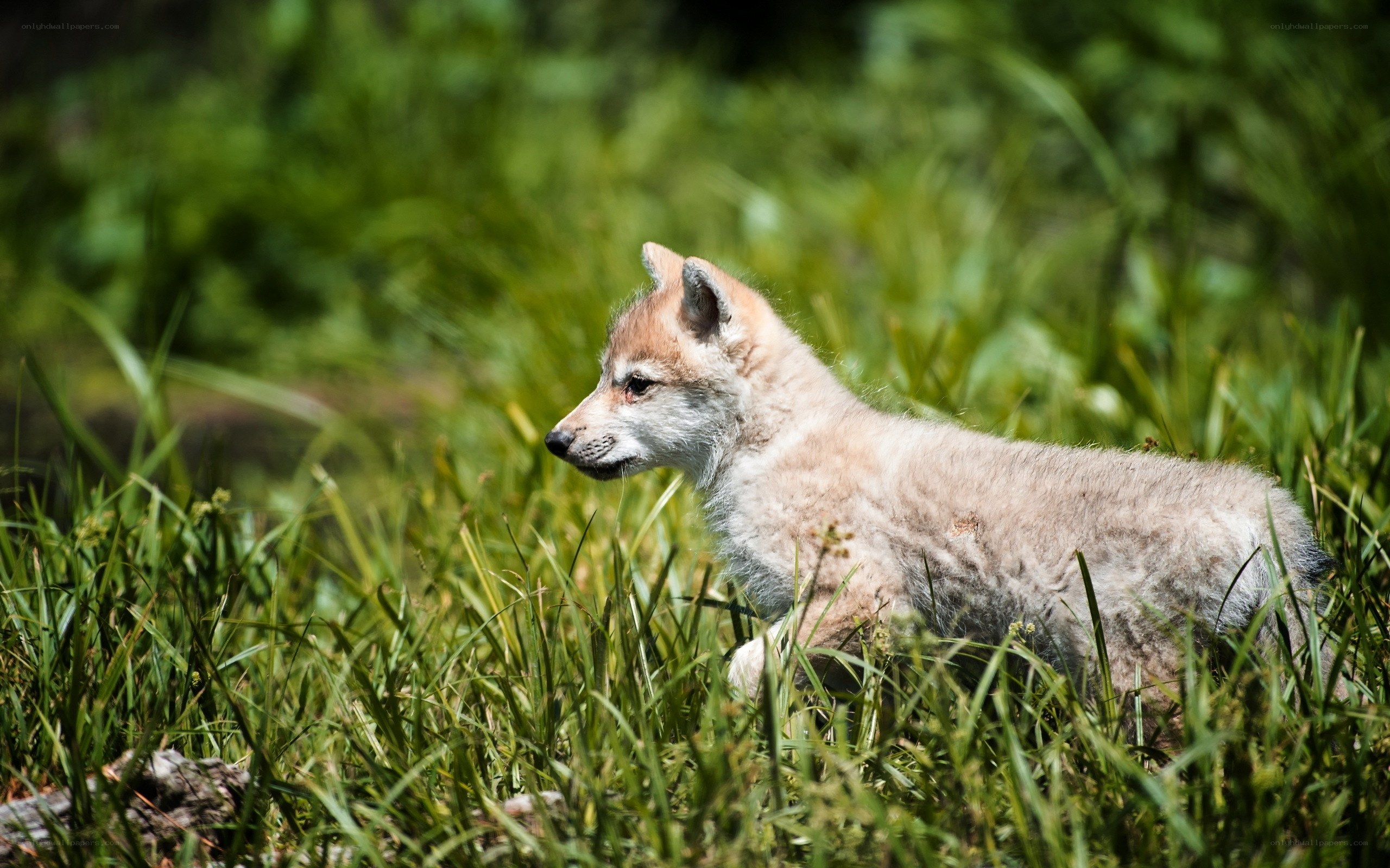 wolf pup in grass