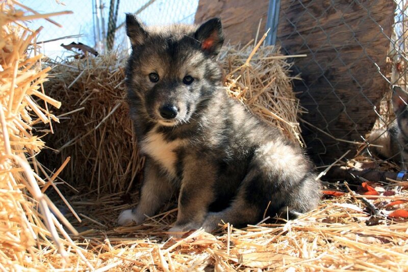 Wolf Pup in Hay — Brown