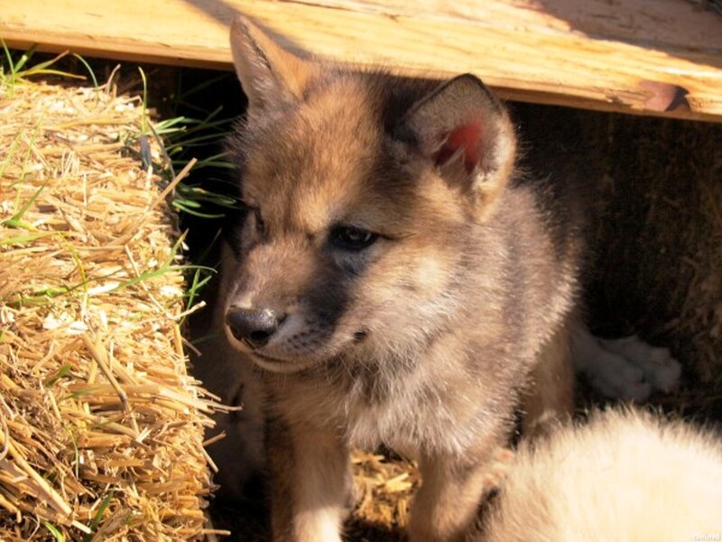 Wolf Pup in Hay