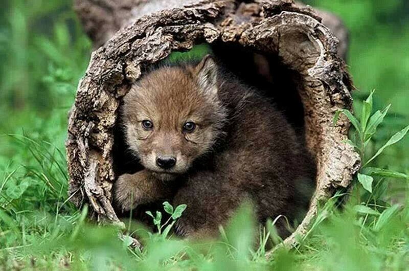 Wolf Pup in Hollow Log