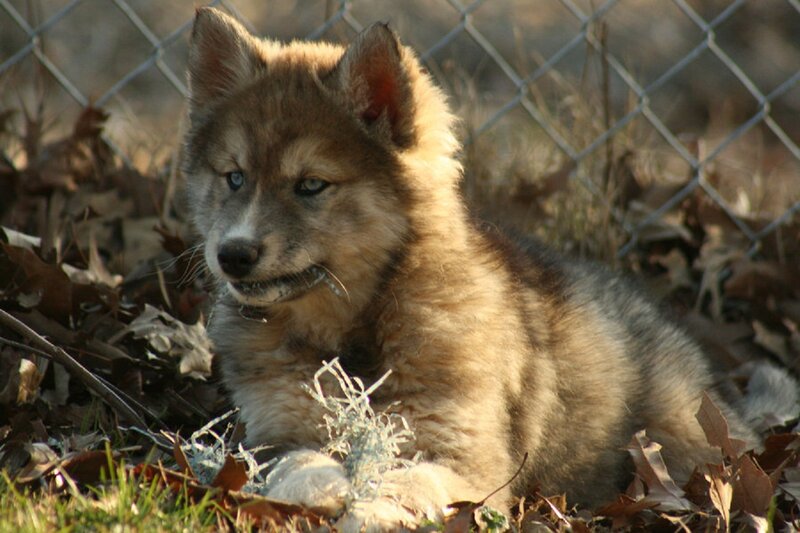 Wolf Pup in Leaves