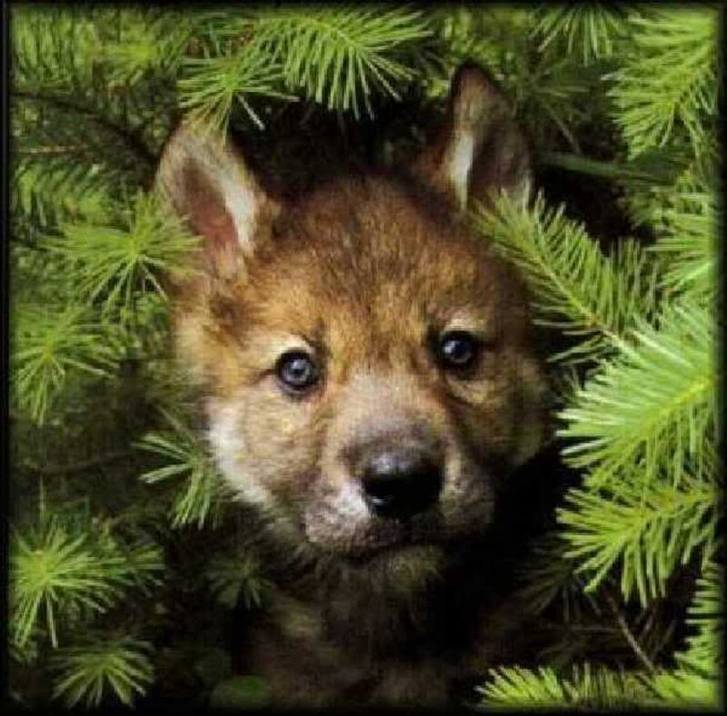 Wolf Pup in Pine