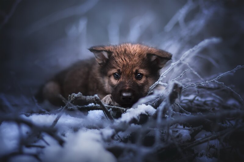 Wolf Pup in Snow — Brown