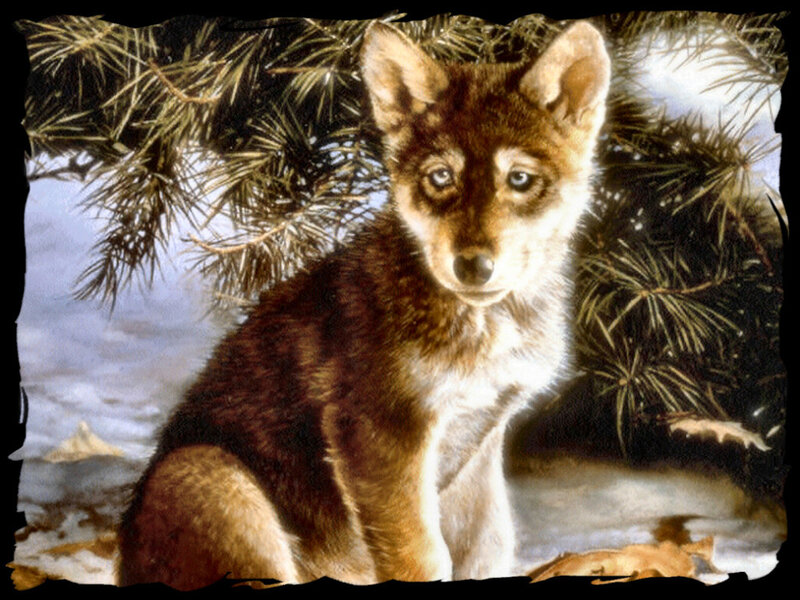 Wolf Pup in Snow