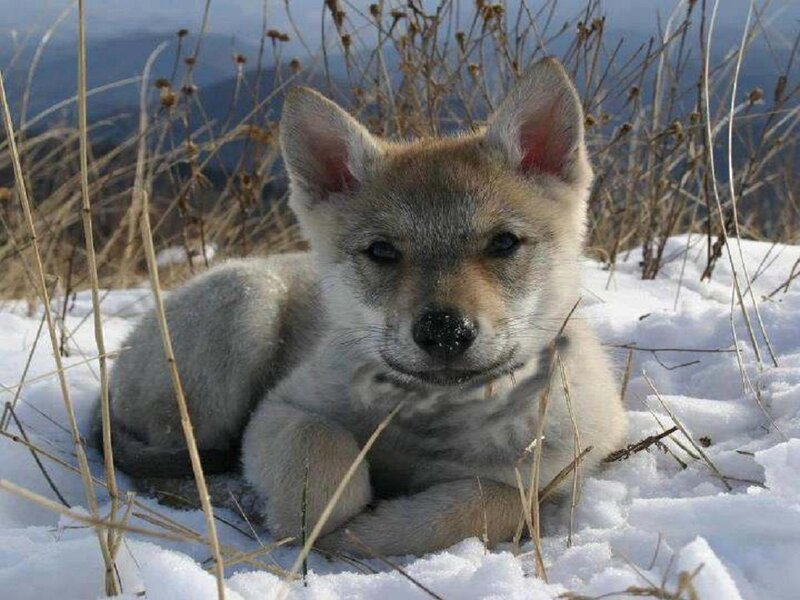 Wolf Pup in Snow — White, Calm