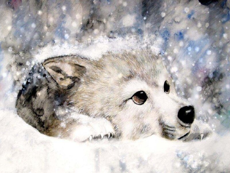 Wolf Pup in Snow — White