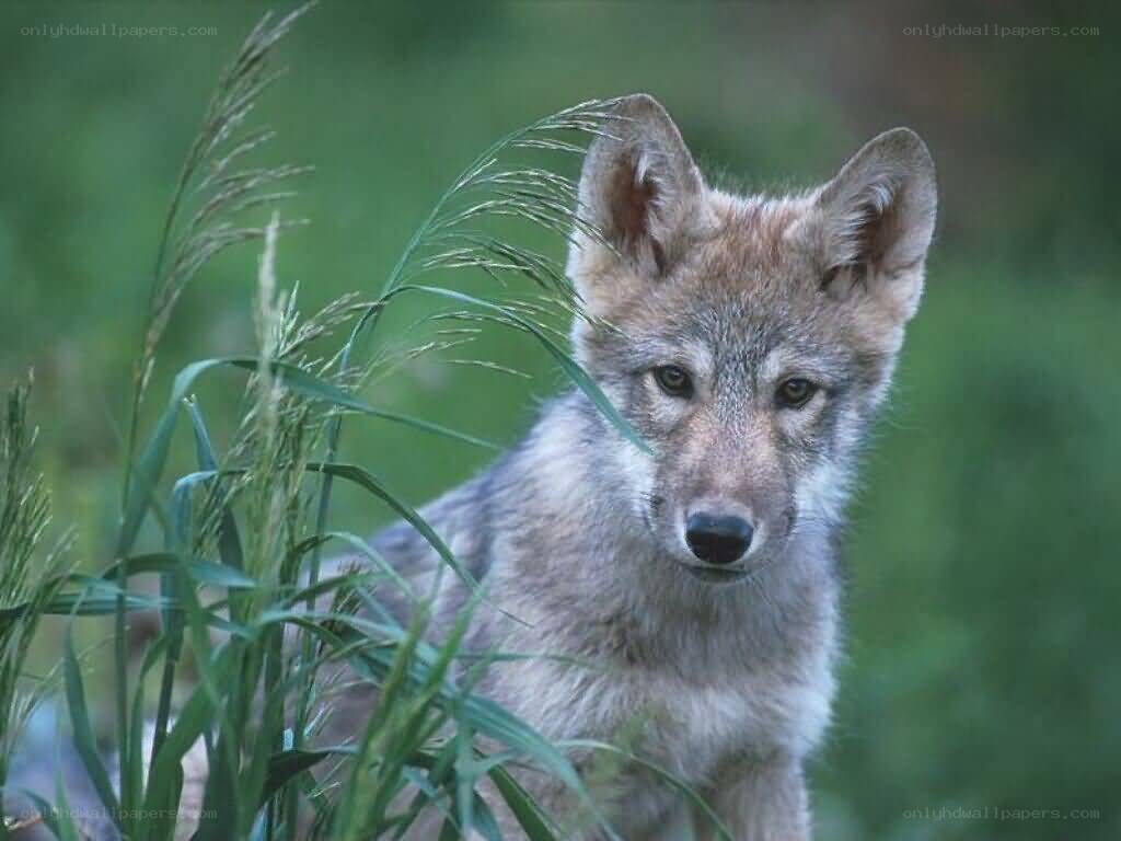 wolf pup in tall grass