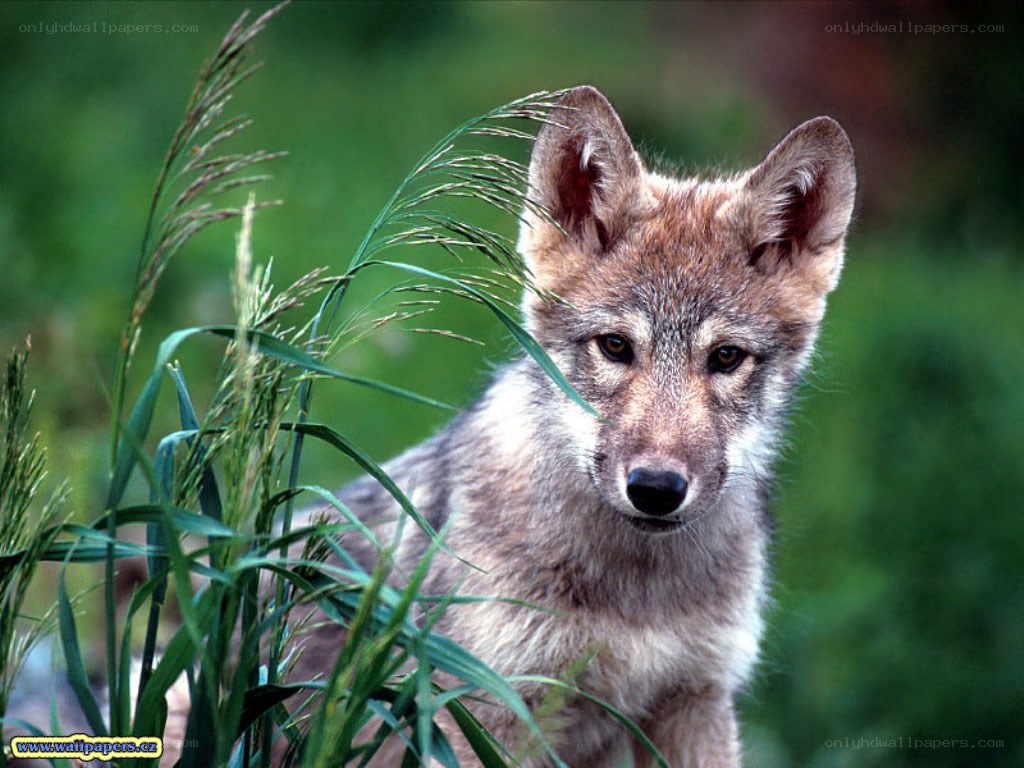 wolf pup in tall grass
