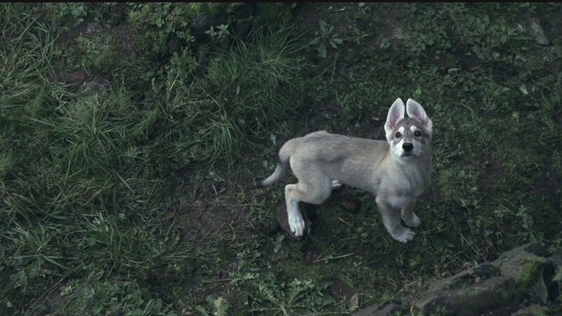 wolf pup in the forest