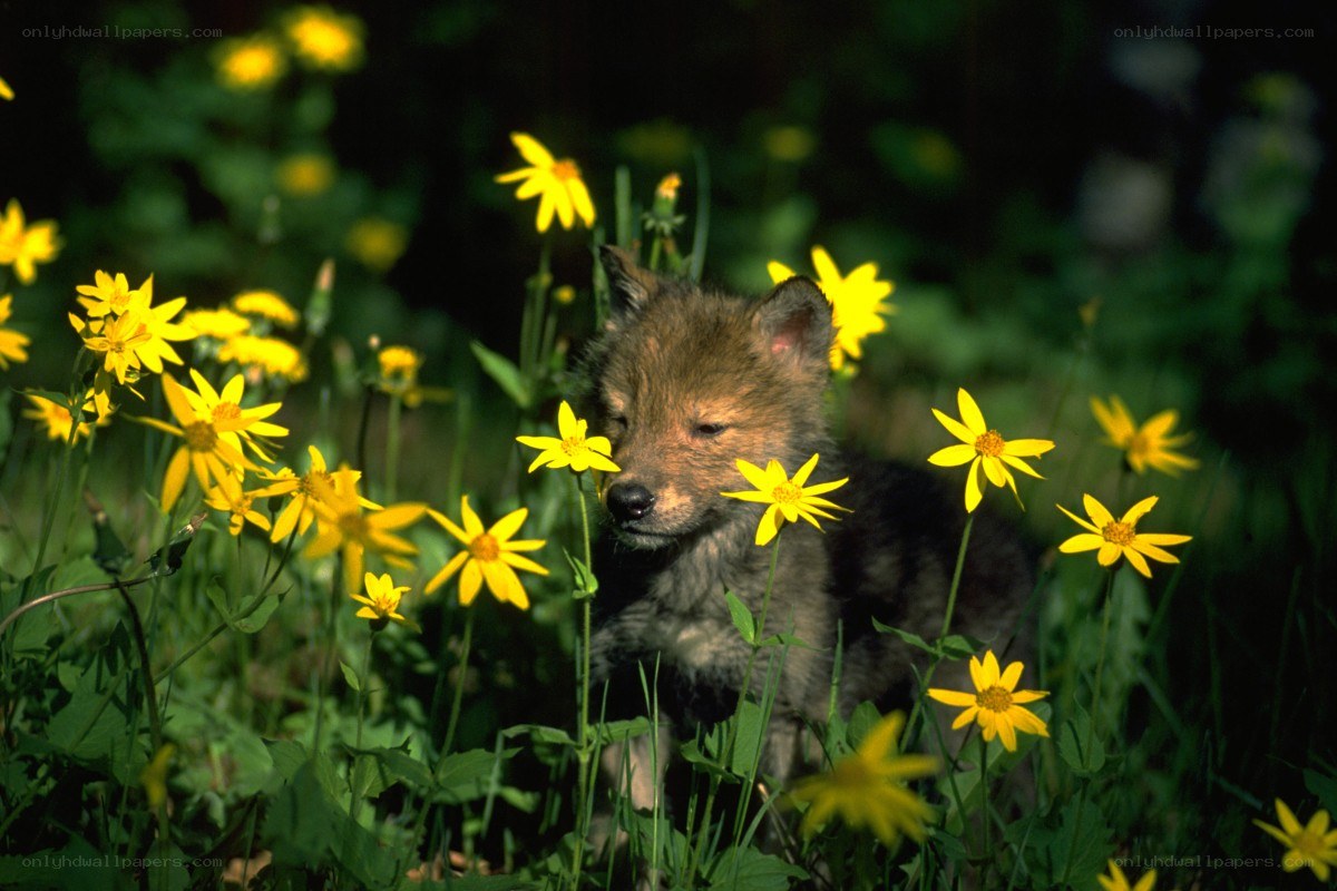 wolf pup in yellow flowers