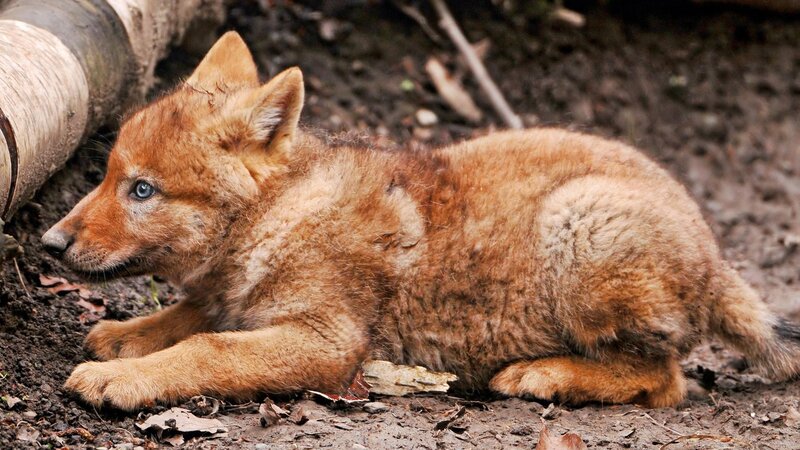 Wolf Pup Lying Down — Brown, Calm, Photograph