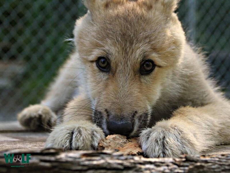 Wolf Pup Lying Down — Brown, Calm, Photograph, Wooden Log