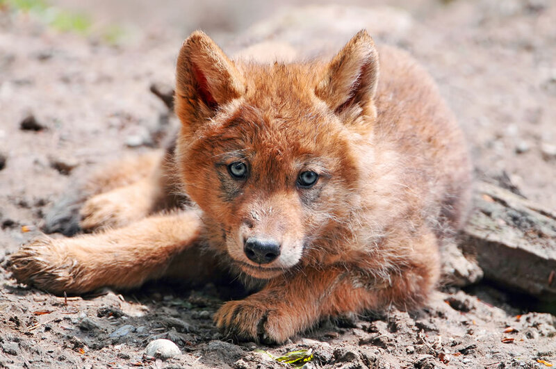 Wolf Pup Lying Down — Brown, Calm