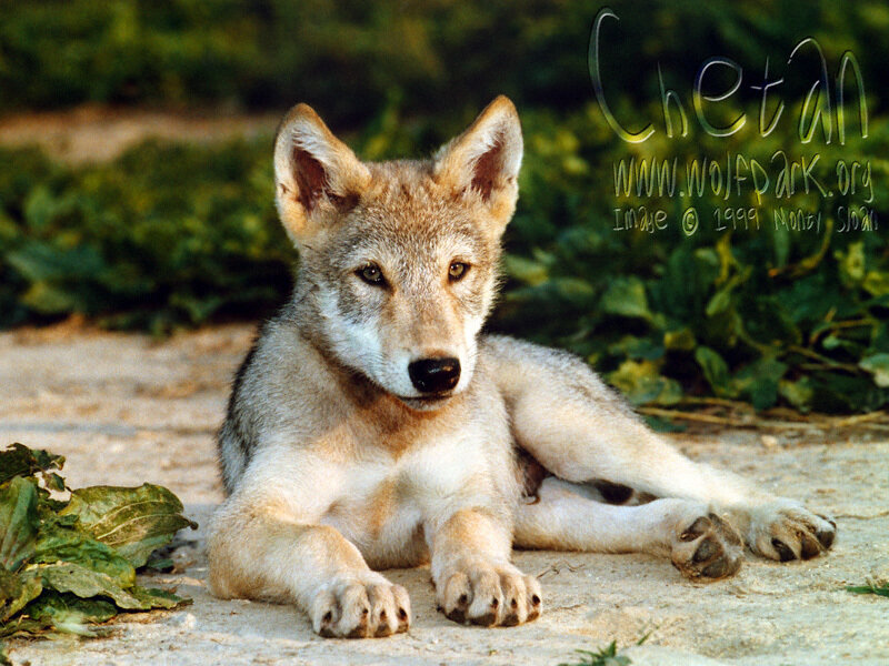 Wolf Pup Lying Down