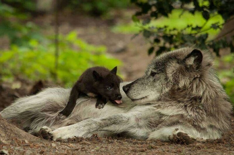 Wolf Pup on Adult Wolf