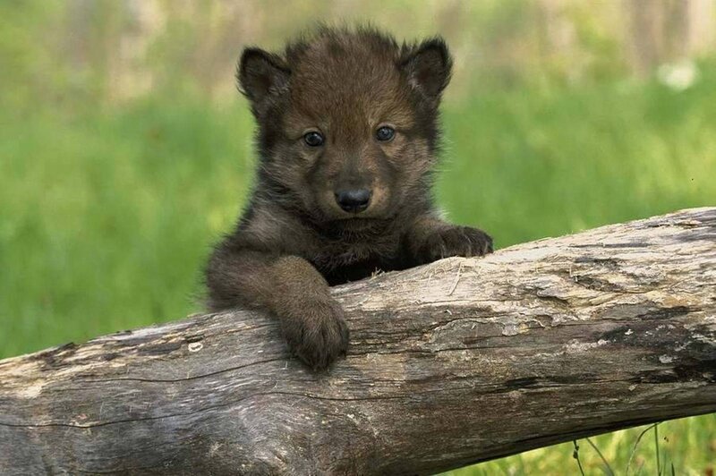 Wolf Pup on Log — Brown, Calm, Spring